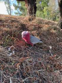 Sighting Galah Cockatoo