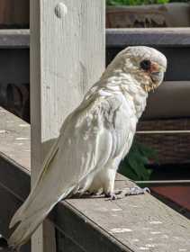 Sighting Corella Cockatoo