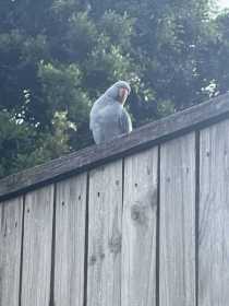 Sighting Indian Ringneck Parakeet