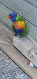 Sighting Lory / Lorikeet