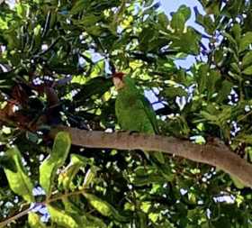 Sighting Red Crowned Amazon