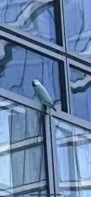 Sighting Indian Ringneck Parakeet