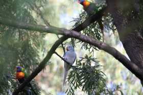 Sighting Indian Ringneck Parakeet