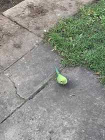 Sighting Indian Ringneck Parakeet