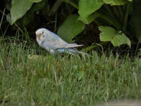 Sighting Parakeet