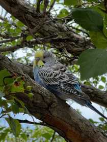 Sighting Budgerigar