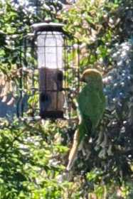 Sighting Indian Ringneck Parakeet