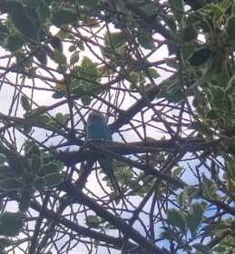 Sighting Budgerigar