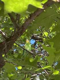 Sighting Budgerigar