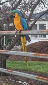 Sighting Macaw