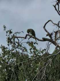 Sighting Bird / Parrot