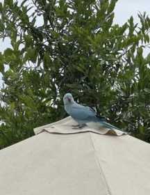 Sighting Indian Ringneck Parakeet