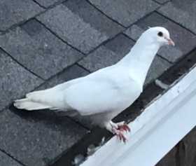 Sighting Dove