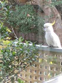 Sighting Cockatoo