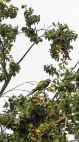 Sighting Mustached / Moustached Parakeet
