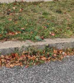 Sighting Budgerigar