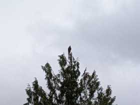 Sighting Macaw