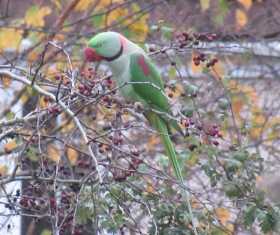 Sighting Alexandrine