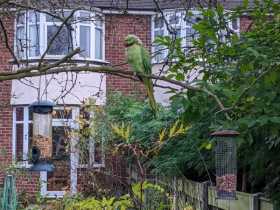 Sighting Indian Ringneck Parakeet