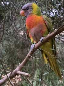 Sighting Lory / Lorikeet