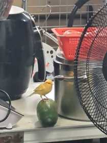 Sighting Canary