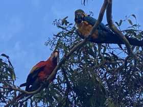 Sighting Macaw