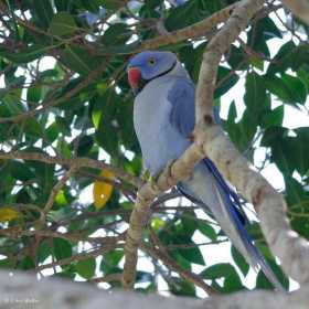 Sighting Indian Ringneck Parakeet