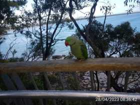 Sighting Indian Ringneck Parakeet