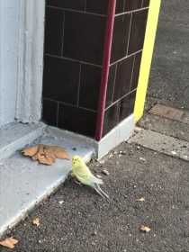 Sighting Budgerigar