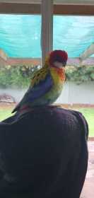 Sighting Rosella