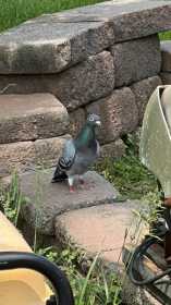 Sighting Pigeon