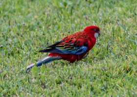 Sighting Rosella