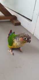 Sighting Conure