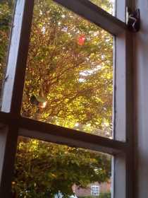 Sighting Rosella