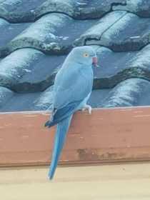 Sighting Indian Ringneck Parakeet