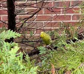 Sighting Budgerigar