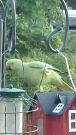Sighting Indian Ringneck Parakeet