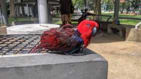 Sighting Eclectus