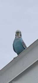 Sighting Parakeet