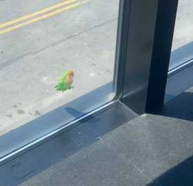 Sighting Lovebird