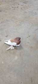 Sighting Pigeon
