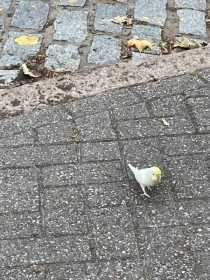 Sighting Budgerigar