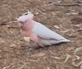 Sighting Major Mitchell Cockatoo