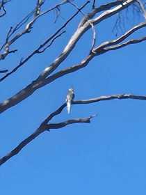 Sighting Cockatiel