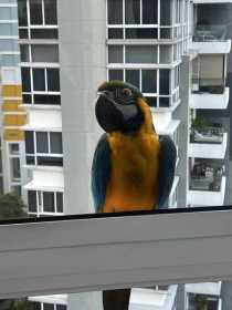 Sighting Macaw