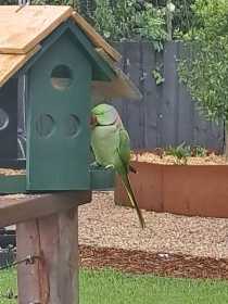 Sighting Alexandrine