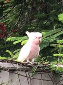 Sighting Major Mitchell Cockatoo