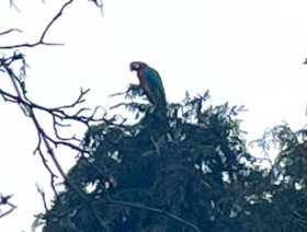 Sighting Macaw