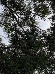 Sighting Indian Ringneck Parakeet
