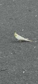Sighting Cockatiel
